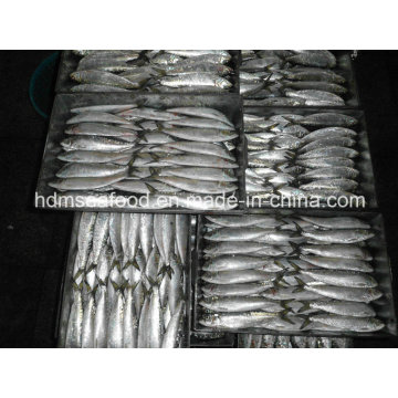 Sardine Fish for Bait